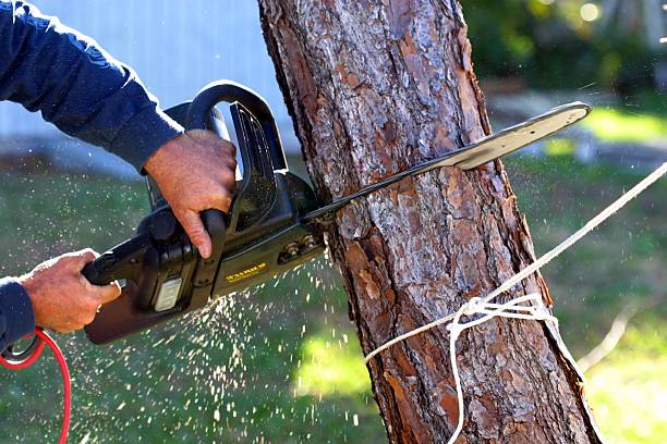Professional Tree Care in Grand Marais, MN